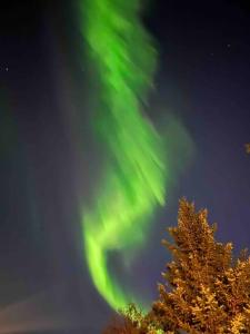 an aurora in the sky with a tree at Bright and Beautiful House in Reykjavík