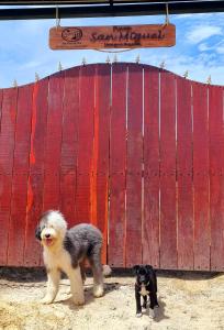 two dogs standing in front of a red wall at Casa de Huespedes - NaturaLove in Monguí