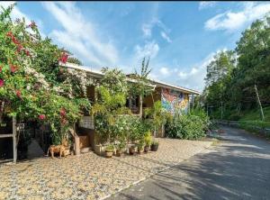 ein Haus mit Pflanzen und einem Hund in der Einfahrt in der Unterkunft DD Homestay in Kota Kinabalu