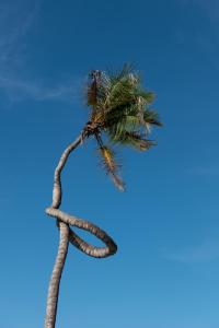 Mfumbwi的住宿－Be Zanzibar Boutique Hotel， ⁇ 棘的棕榈树,有绳子