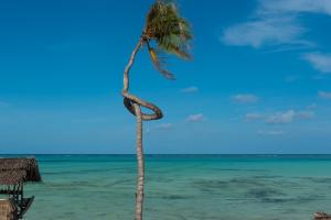 a palm tree on a beach with the ocean at Be Zanzibar Boutique Hotel in Mfumbwi