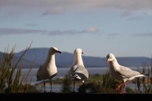 Gallery image of Bicheno Beach View in Bicheno