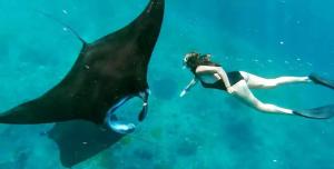una mujer nadando con un tiburón ballena en el agua en DAILY TRIP KOMODO TOUR, en Labuan Bajo