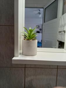 une plante en pot assise sur un rebord de fenêtre dans l'établissement Artemisia Apartment, à Koskinou