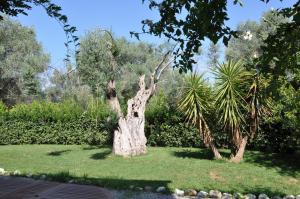 a tree in the middle of a field with trees at Le Macchie in Calopezzati
