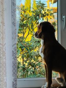 einem braunen und weißen Hund, der vor einem Fenster sitzt in der Unterkunft GUEST HOUSE "BUBU" in Kutaissi