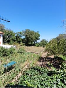 a dirt hill with a field of plants on it at Luna D'Agerola in Agerola