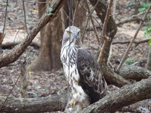 um pássaro está em pé sobre um galho de árvore em Wild Safari Clay House em Udawalawe