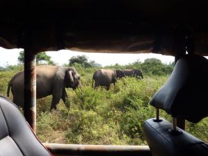 um grupo de elefantes andando na grama em Wild Safari Clay House em Udawalawe