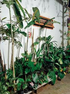 Un mucchio di piante in una stanza con una panchina di The Hue Homestay a Thôn Dương Xuân Hạ