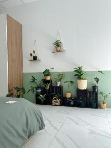 Thôn Dương Xuân HạにあるThe Hue Homestayの鉢植えの植物が棚に並ぶベッドルーム