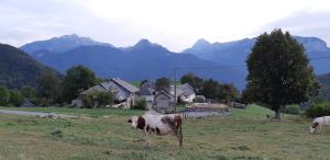 zwei Kühe stehen auf einem Feld mit Bergen im Hintergrund in der Unterkunft Les Chanterelles Montmin in Plan Motmin