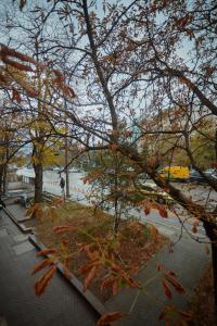 a tree with autumn leaves on the ground next to a street at Vitosha Blvd Apt Steps from NDK in Sofia