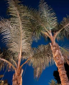 dos palmeras con el cielo en el fondo en Luxury B&B Villa Tauro, en Málaga