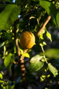 a orange hanging from a tree with leaves at Villa il Turro in Massa Lubrense