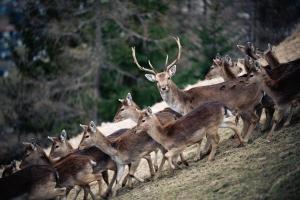 Zvieratá v apartmáne alebo blízkom okolí