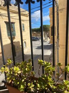 a potted plant sitting in front of a window at Xemx in Qala