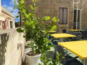 a plant in a pot on a wall with tables and chairs at Xemx in Qala