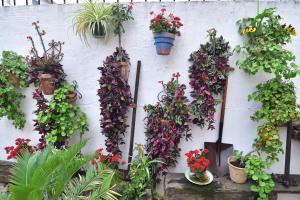 a wall with many plants and flowers on it at Casa Tenorio Barrio de Santa Cruz in Seville