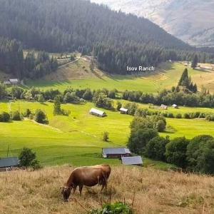 una vacca che pascola in un prato con una montagna di Isov Ranch a Plav