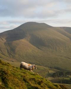 een schaap op de top van een heuvel bij BARNAHOWN, Mitchelstown in Mitchelstown