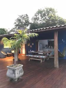 聖克魯斯－卡布拉利亞的住宿－Casa charmosa na Praia de Santo Andre/ Bahia，天井上种有棕榈树的大花瓶