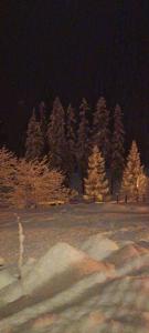 a group of pine trees in a field with snow at Pizzeria Marmolada Camere in Sottoguda