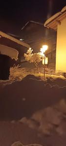a tree in the snow at night with a lamp at Pizzeria Marmolada Camere in Sottoguda