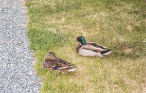 two ducks sitting in the grass next to a road at Holiday Home Marina Vej Egernsund Iv in Egernsund