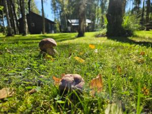 due funghi nell'erba in un campo di Pie Putniem a Lapmežciems