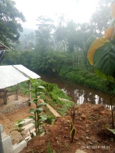 widok na rzekę w lesie w obiekcie River View Guest Rooms w mieście Vythiri