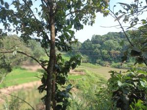 a view of a golf course through the trees at circle edge in Menikhinna