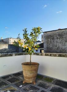 un pequeño árbol en una olla en un balcón en Coniger 4 Casa vacanze in centro Lecce con Wi-Fi e smart tv en Lecce