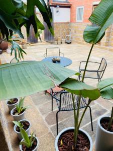 a patio with plants and a table and chairs at Wuzou Guesthouse in Jinsha