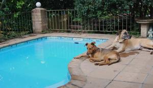 two dogs laying next to a swimming pool at Urban Bush Lodge in Howick