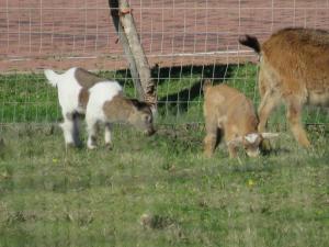 
Animals at the bed & breakfast or nearby
