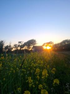 um campo de flores com o pôr-do-sol ao fundo em Little, nice cottage for 2 with beautiful view em Lokken