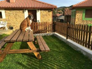 un perro sentado sobre una mesa de picnic de madera en One bedroom house with shared pool terrace and wifi at Biescas en Biescas