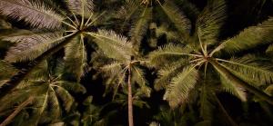 Kurma A Private Beach外面的花园