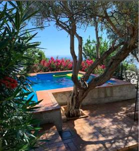 un arbre assis à côté d'une piscine dans l'établissement Residence Cassiodoro, à Stalettì