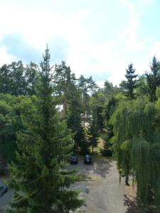 アウグストゥフにあるKrechowiakの大松の木がある駐車場に停めた車
