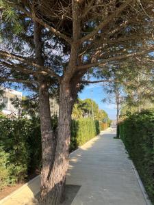 a tree on the side of a sidewalk at Residence Lux Apartments at VALAMAR Hamallaj Gjiri Lalzit in Durrës