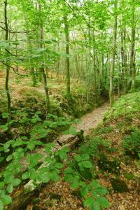 a dirt trail in the woods with green plants at La Cage aux Oiseaux in La Lande-de-Goult