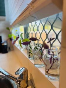 a counter with several glass vases with plants in them at 'Your Place on Davidson' in Mount Isa