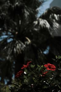 una flor roja delante de una palmera en Prinsotel Alba & Spa, en Cala d´Or