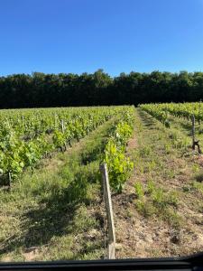 een wijngaard met groene planten in een veld bij Domaine des quatre terres in Lesparre-Médoc