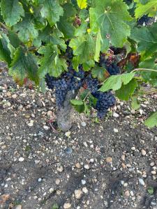 un montón de uvas en el suelo bajo una planta en Domaine des quatre terres, en Lesparre-Médoc