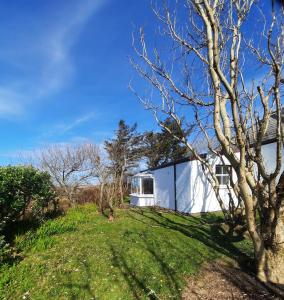 una casa blanca en una colina de hierba con un árbol en 381 Glassillaun Cottage, en Renvyle