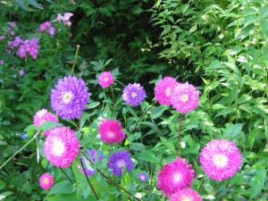 - un bouquet de fleurs violettes dans un jardin dans l'établissement Mosertonihof, à Elzach