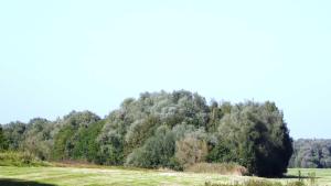 un arbre au milieu d'un champ dans l'établissement Elbe Ferienwohnung Glückstadt Reimer Ahsbahs, à Glückstadt